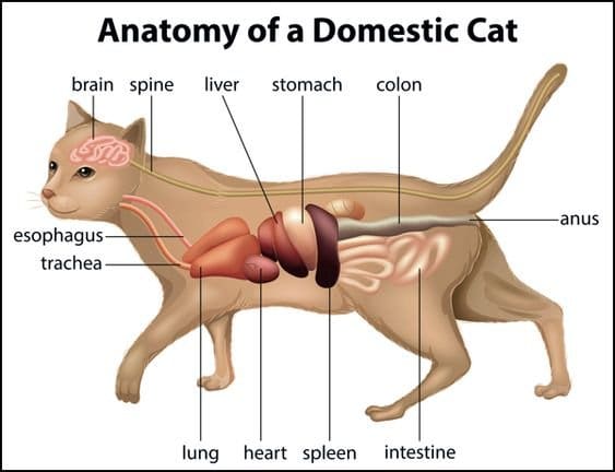 Anatomy cat