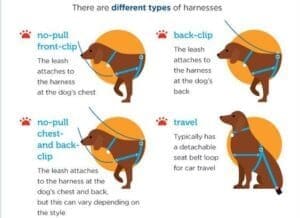 harness vs. collar 