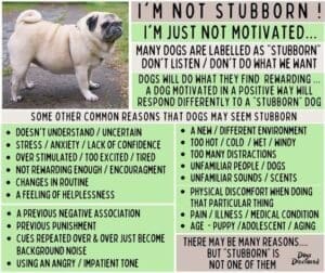 Stubborn Dog