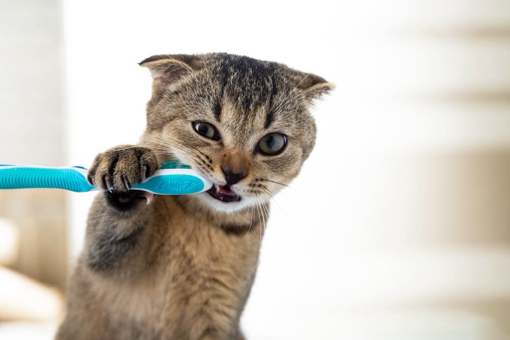 british kitten toothbrush cat is brushing his teeth