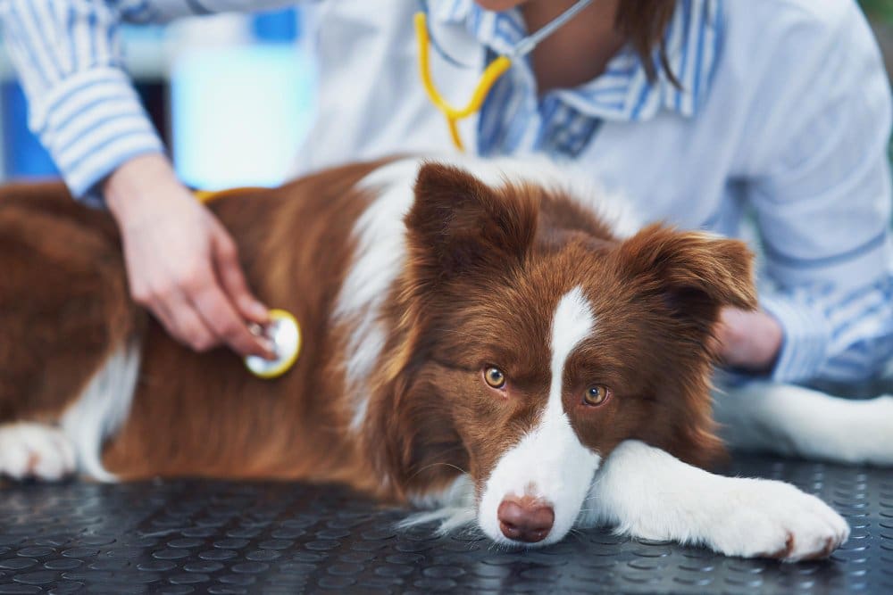 brown border collie dog