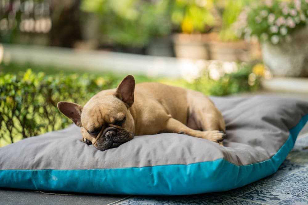 bulldog sleeping