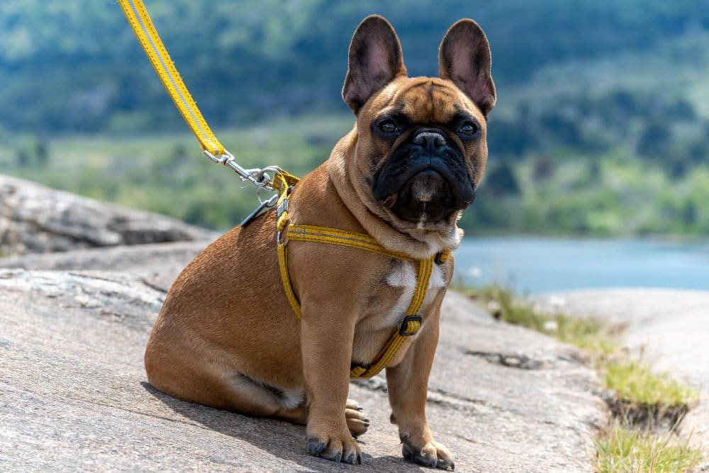 french bulldog leash walking mountains