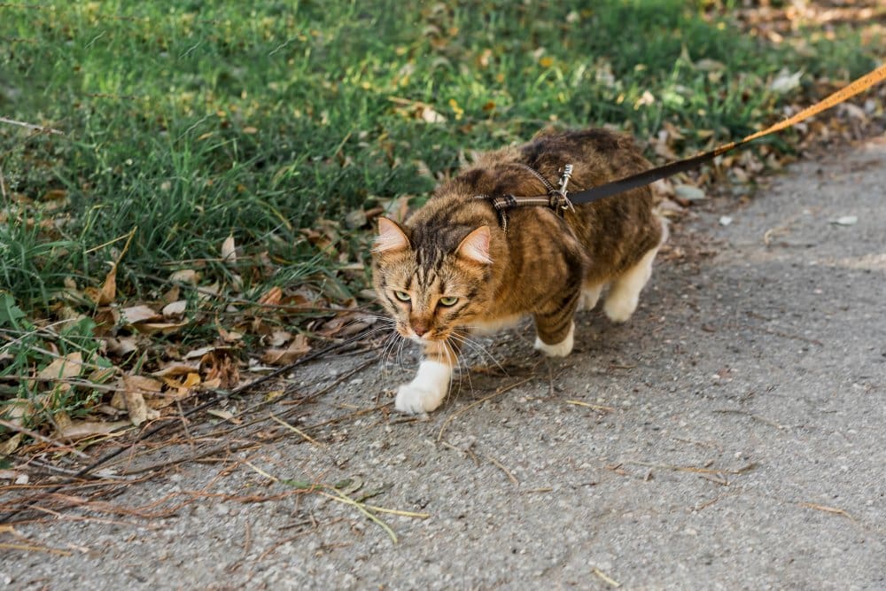 ftabby cat with collar walking street