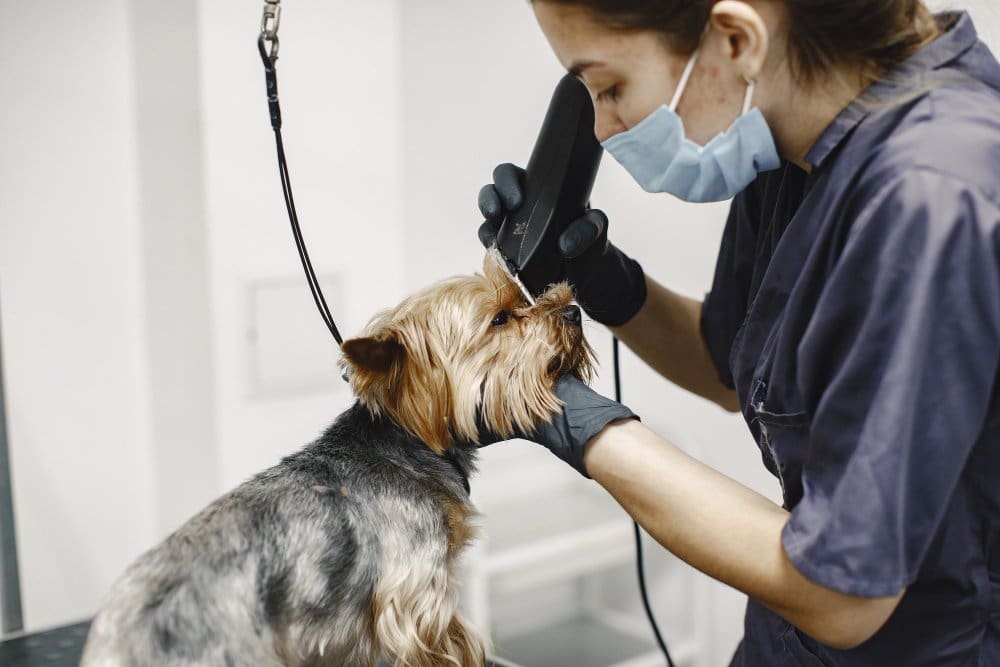 shaving process small dog