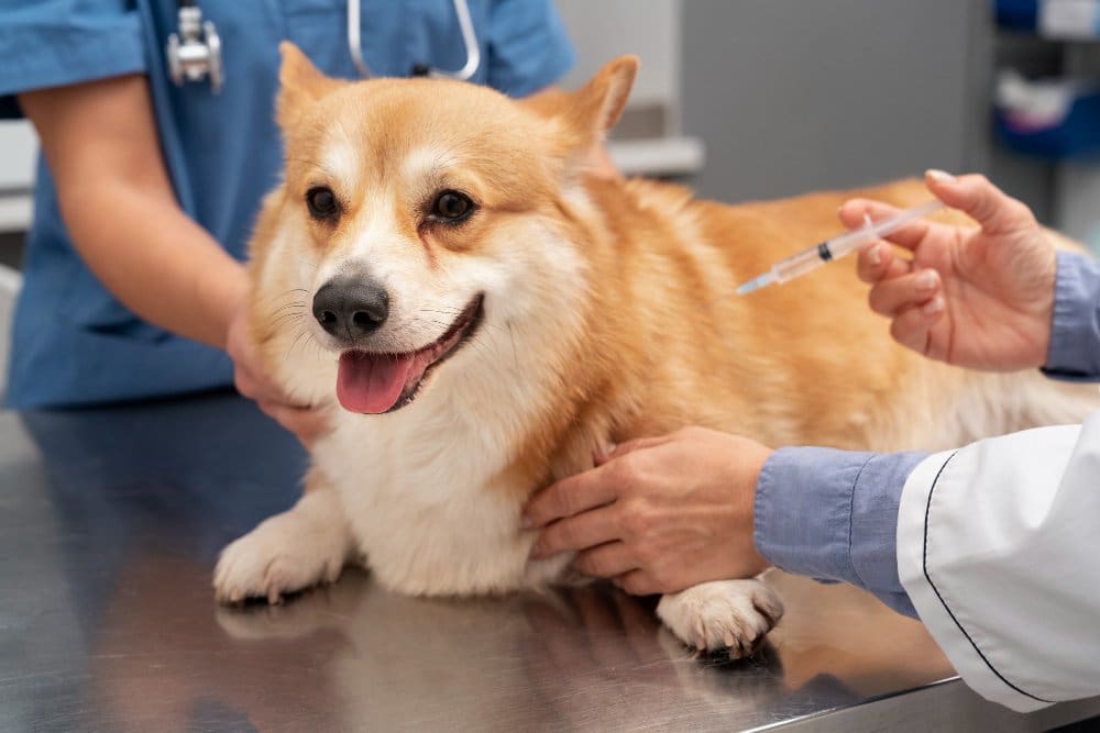 veterinarian taking care pet dog