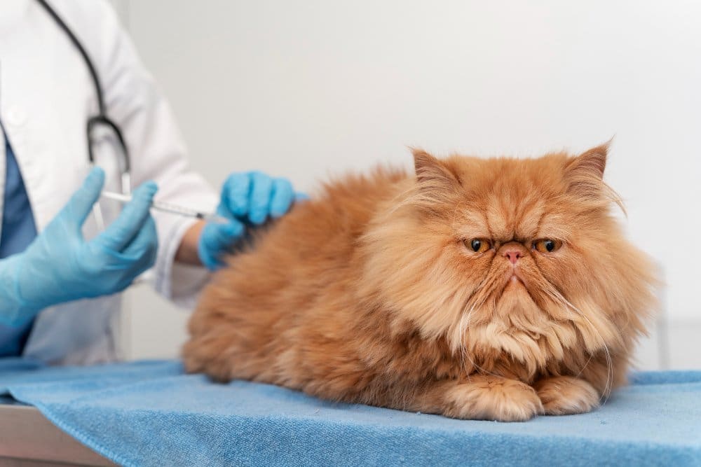 veterinarian taking care pet