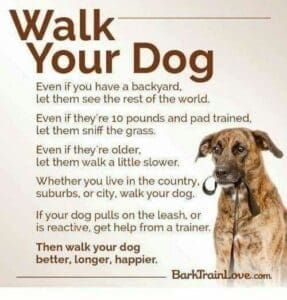 walk your dog