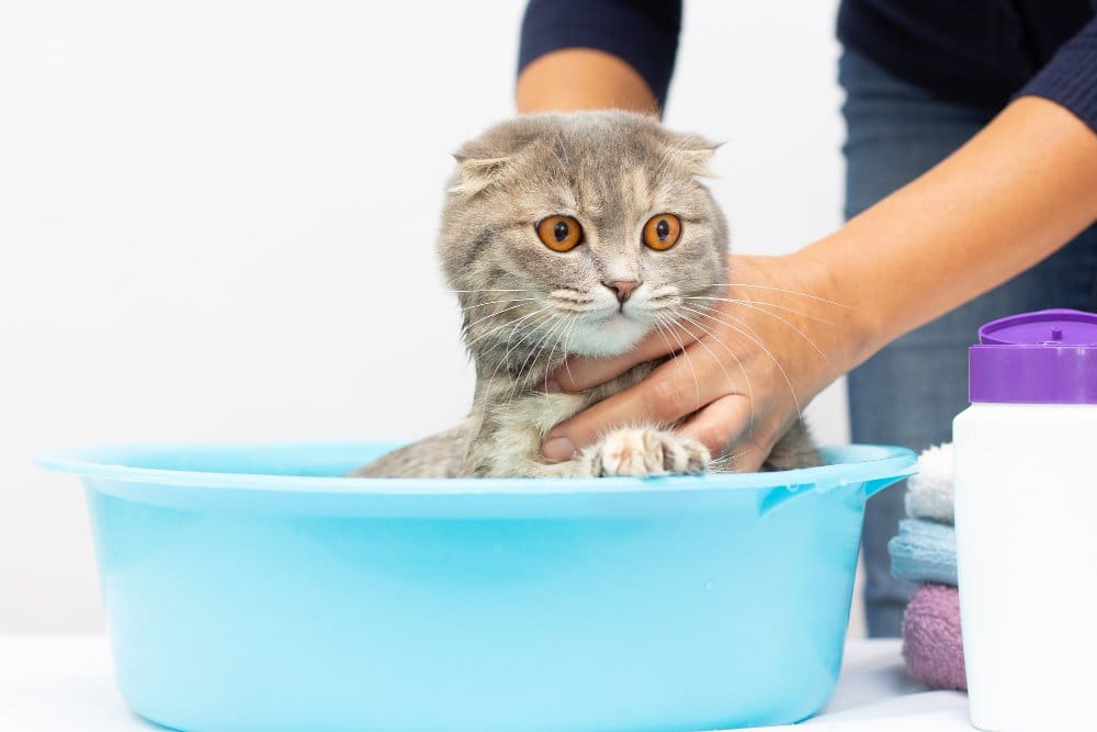 wet scottish fold cat having bath