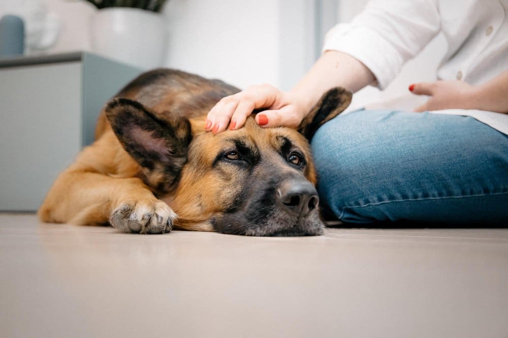 woman petting dog floor