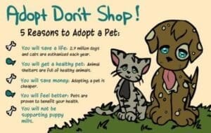 Health and Wellness - Adopt dog