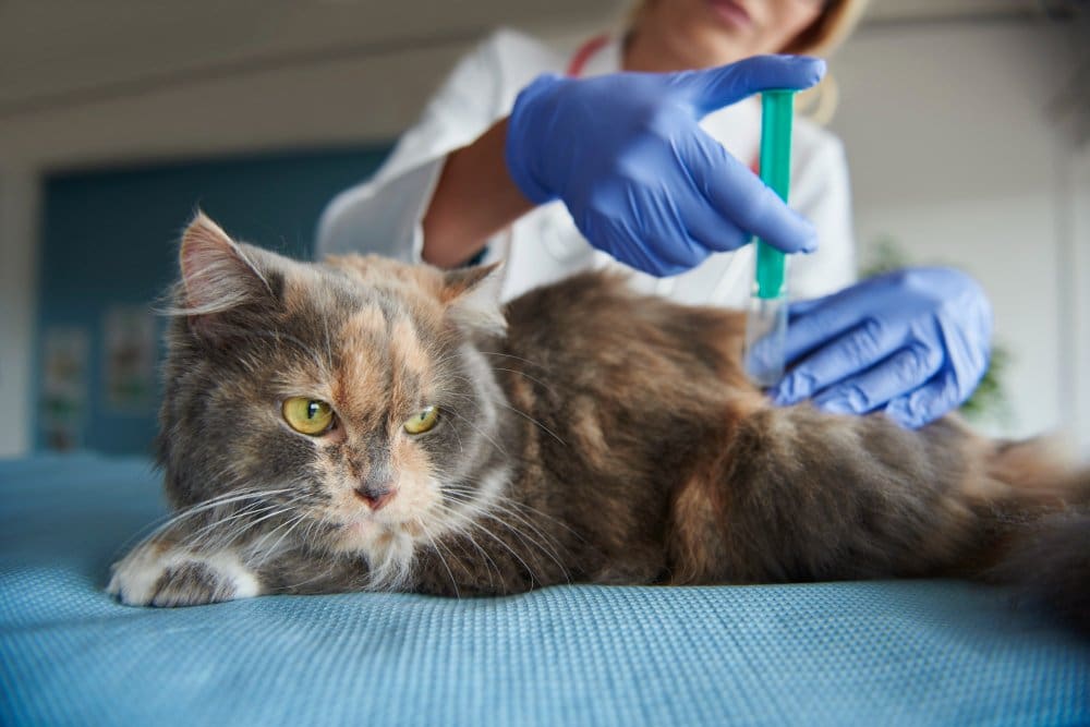 Chronic Kidney Disease in Cats