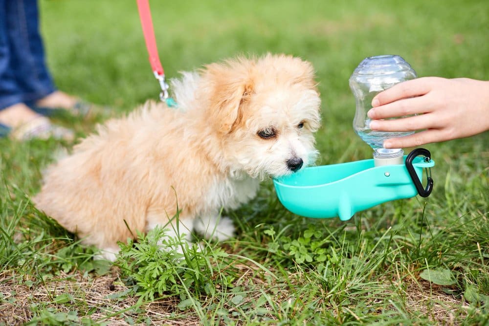 Drinking Water for Dogs