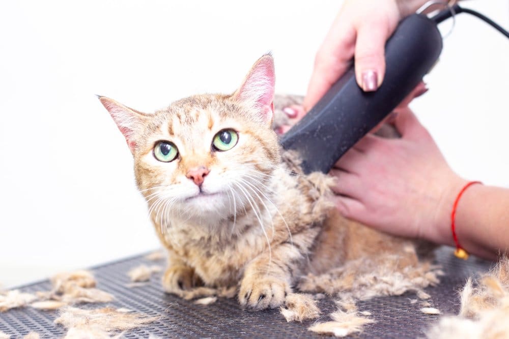 Persian Cat Grooming