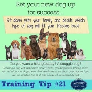 Multiple Dogs Training 