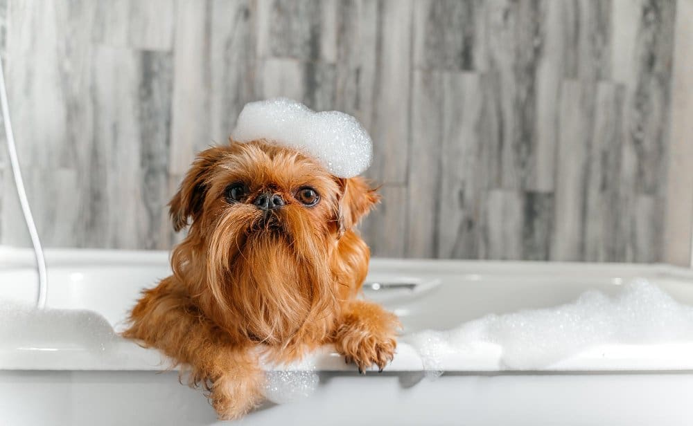 Grooming Stress in Pets