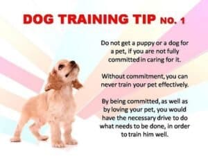 Labrador Dog Training