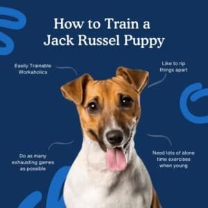 Jack Russell Dog Training Tips