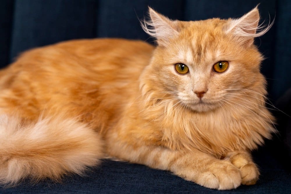 Maine Coon Cat