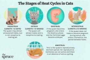 Summer - Stages of heat cycle in cat