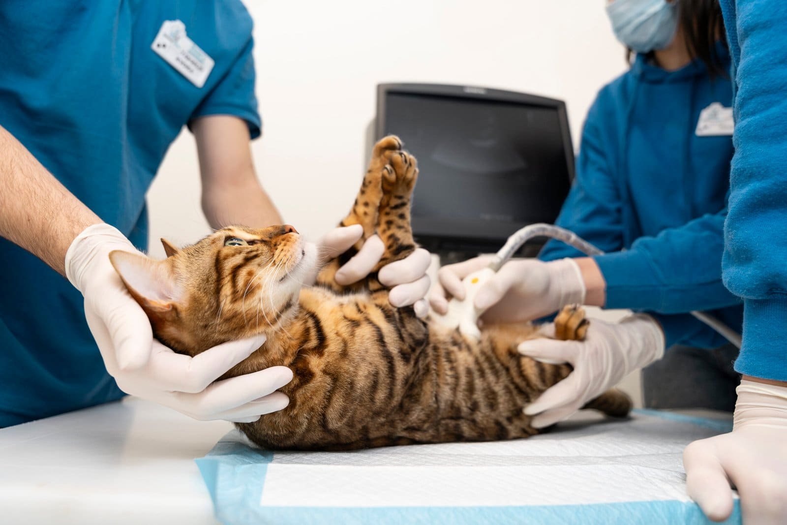 feline lower urinary tract diseases