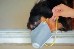 Canine Respiratory Problems: Symptoms and Treatments