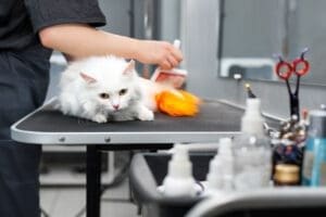 Cat Grooming Safety: Common Mistakes and Hazards 2 Cat Grooming Safety: Common Mistakes and Hazards