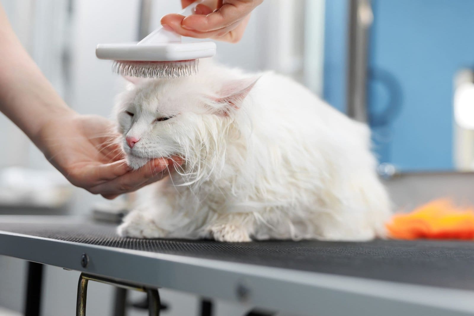 Home 8 Cat Grooming Safety: Common Mistakes and Hazards