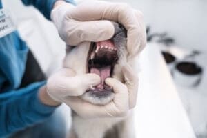 Feline Dental Care Key Steps for a Healthy Kitty Smile 