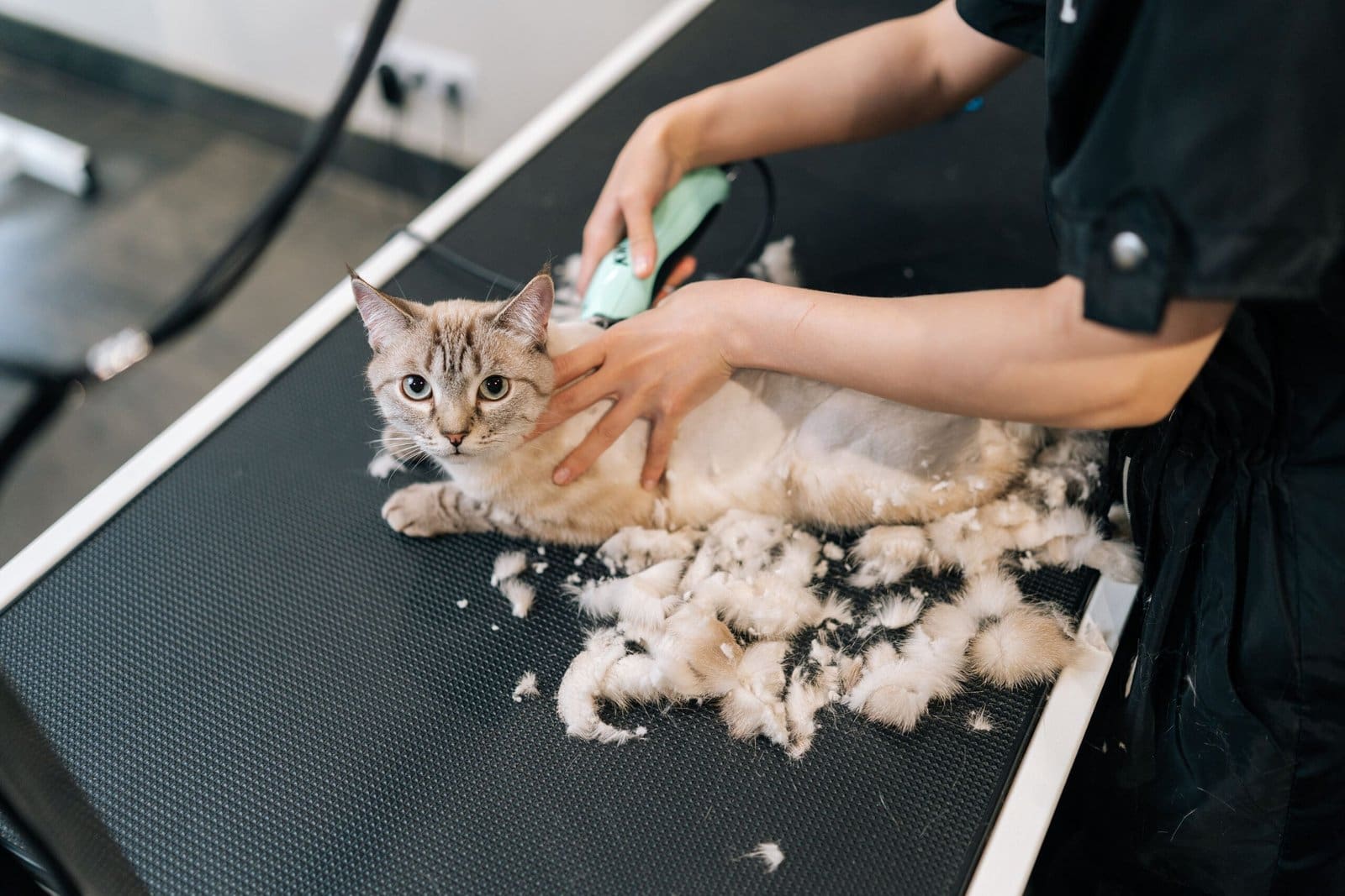 grooming essentials for a healthy glossy cat coat