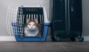 Safe Travel Tips for Cats
