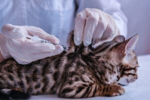 The Vital Role of Vaccinations in Cat Health & Longevity