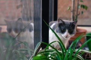 Toxic Plants and Foods: Keeping Your Curious Cat Safe 2 Toxic Plants and Foods Keeping Your Curious Cat Safe